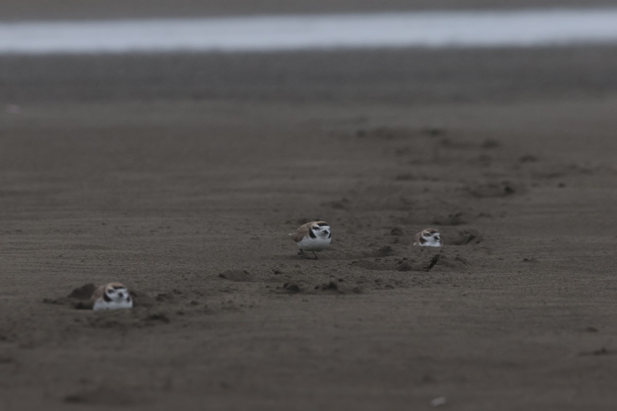 Snowy Plover - ML638965003