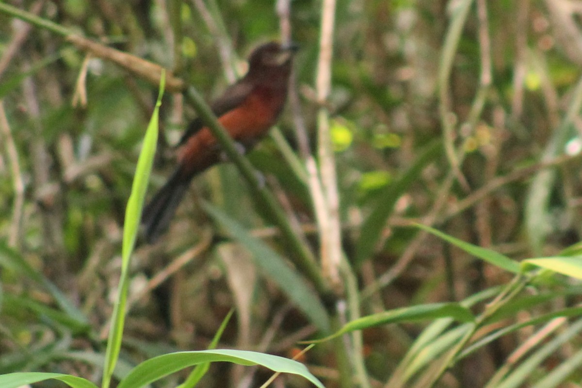 Silver-beaked Tanager - ML638965005