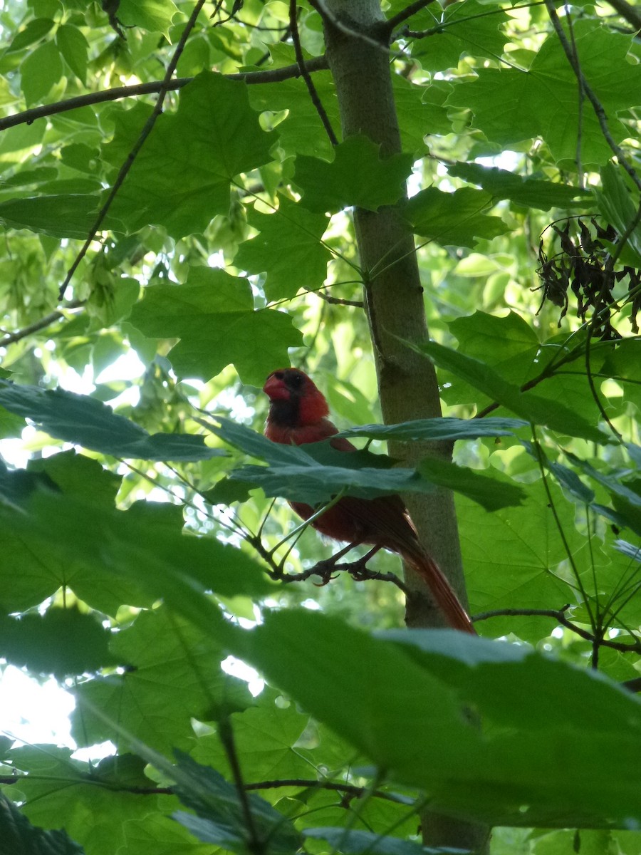 Northern Cardinal - ML638965007