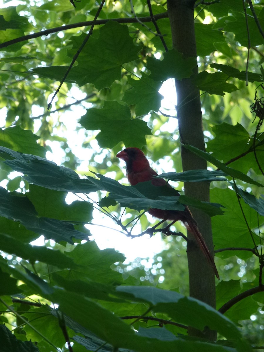 Northern Cardinal - ML638965025