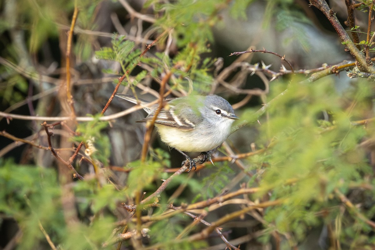 Straneck's Tyrannulet - ML638965030