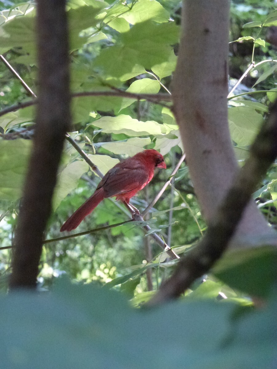 Northern Cardinal - ML638965070