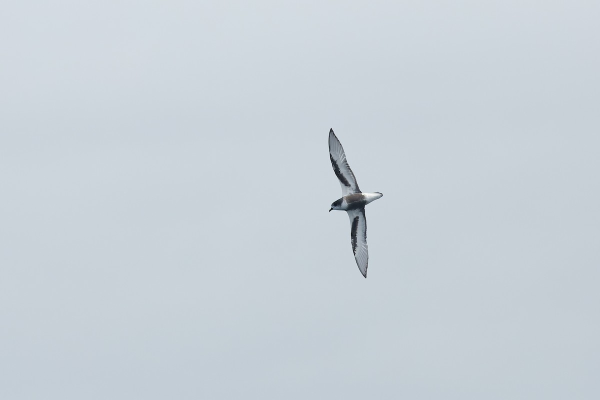 Mottled Petrel - ML638965086