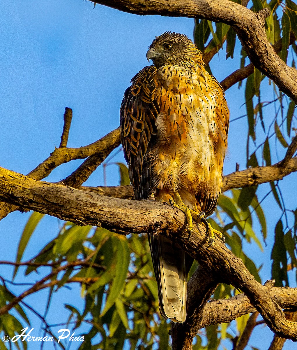 Red Goshawk - ML638965118