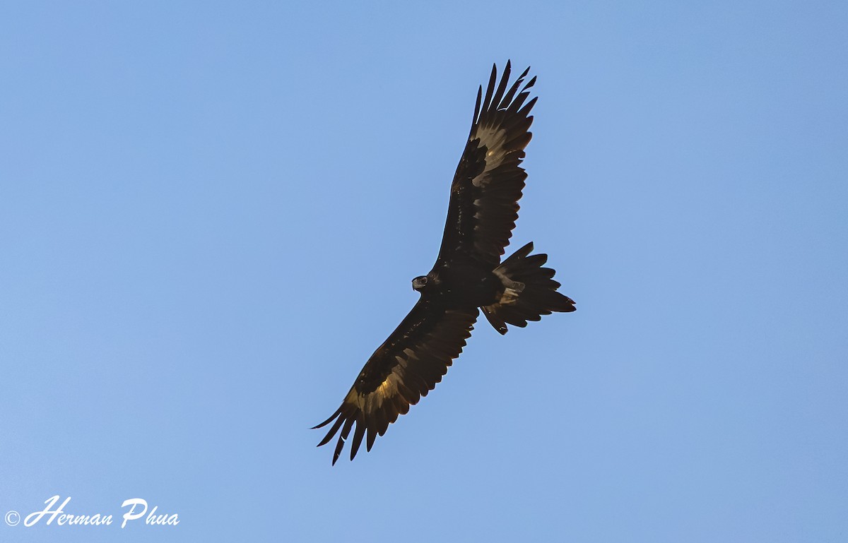 Aigle d'Australie - ML638965129