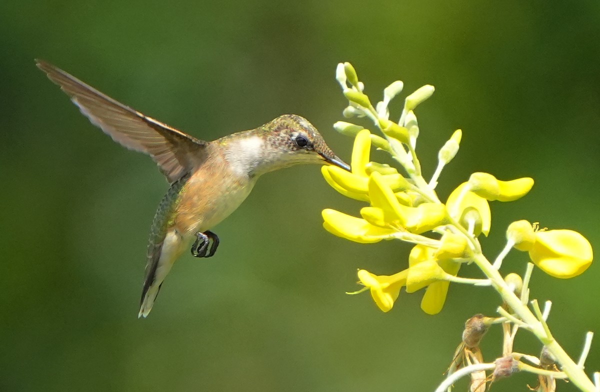 Colibri à gorge rubis - ML638965131