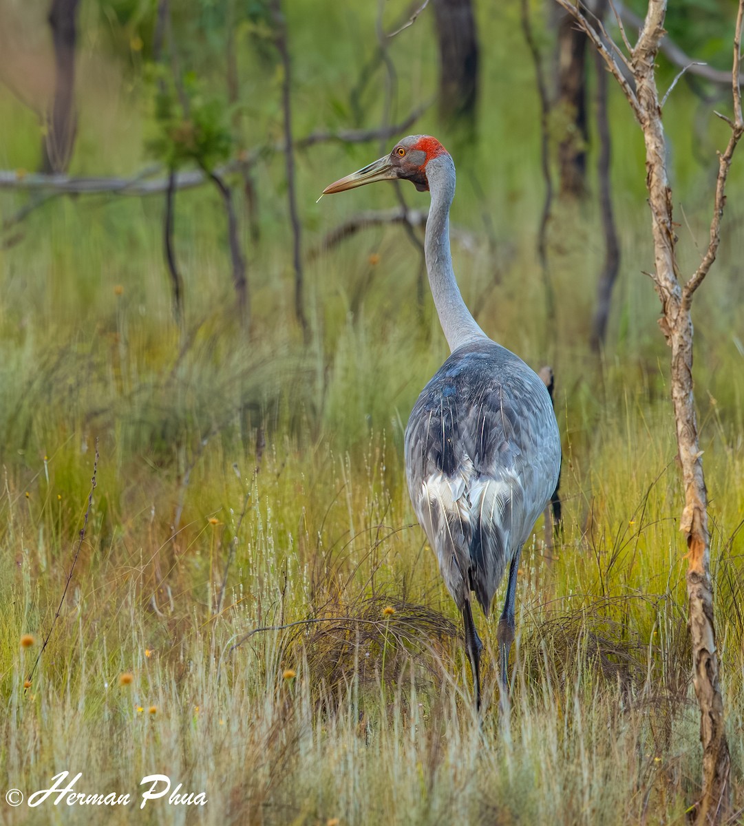 Grue brolga - ML638965143
