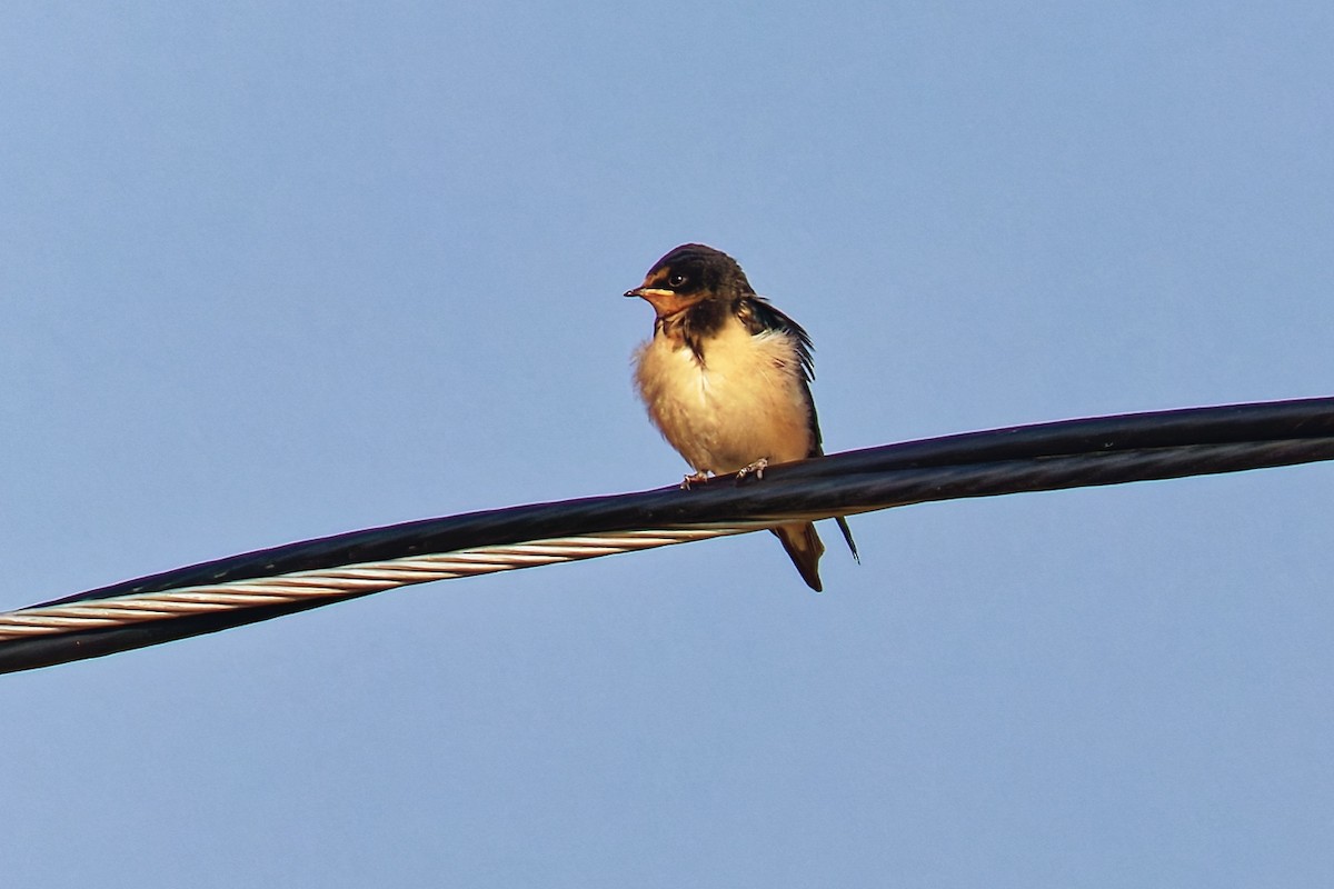 Hirondelle rustique - ML638965149