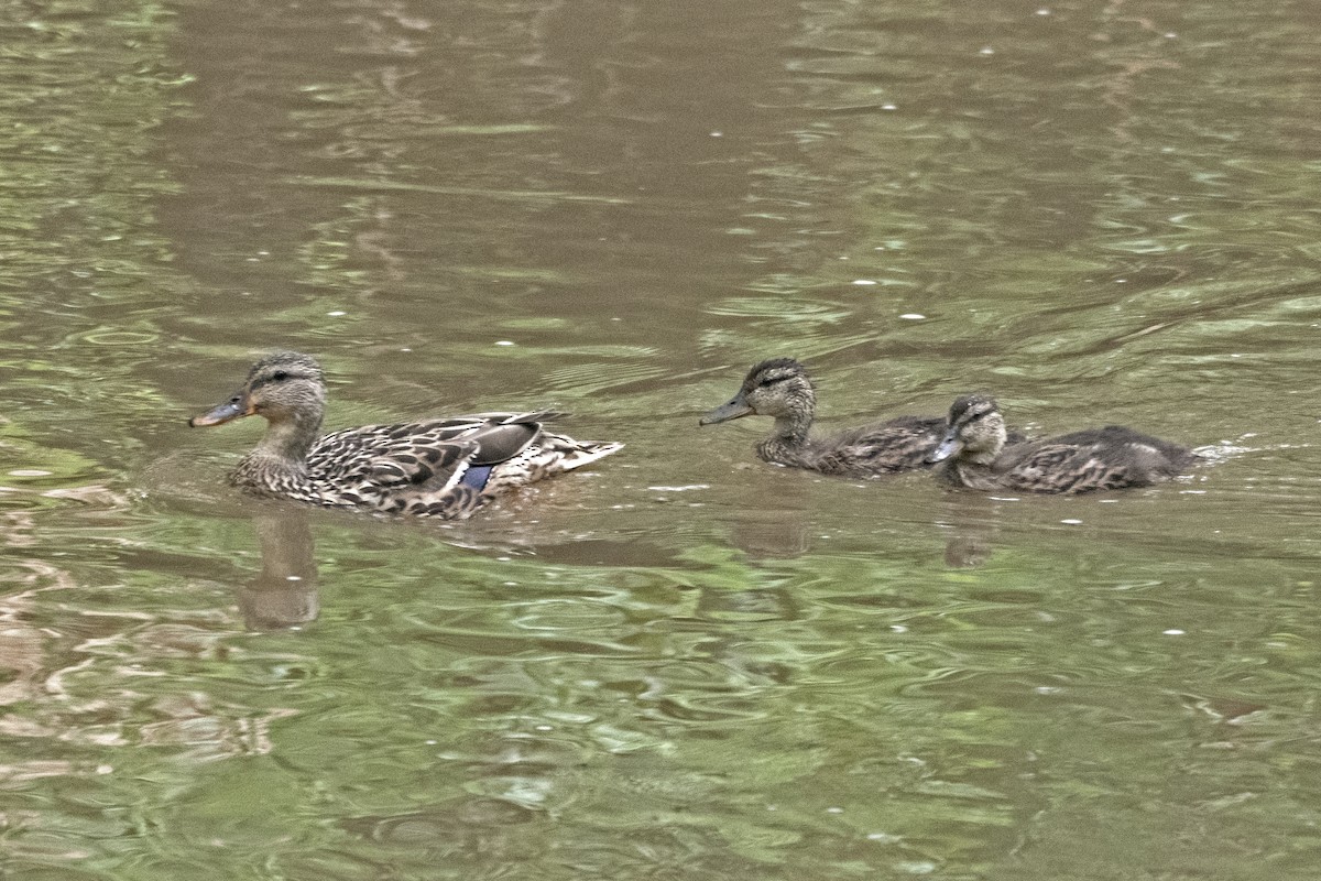 Canard colvert - ML638965159