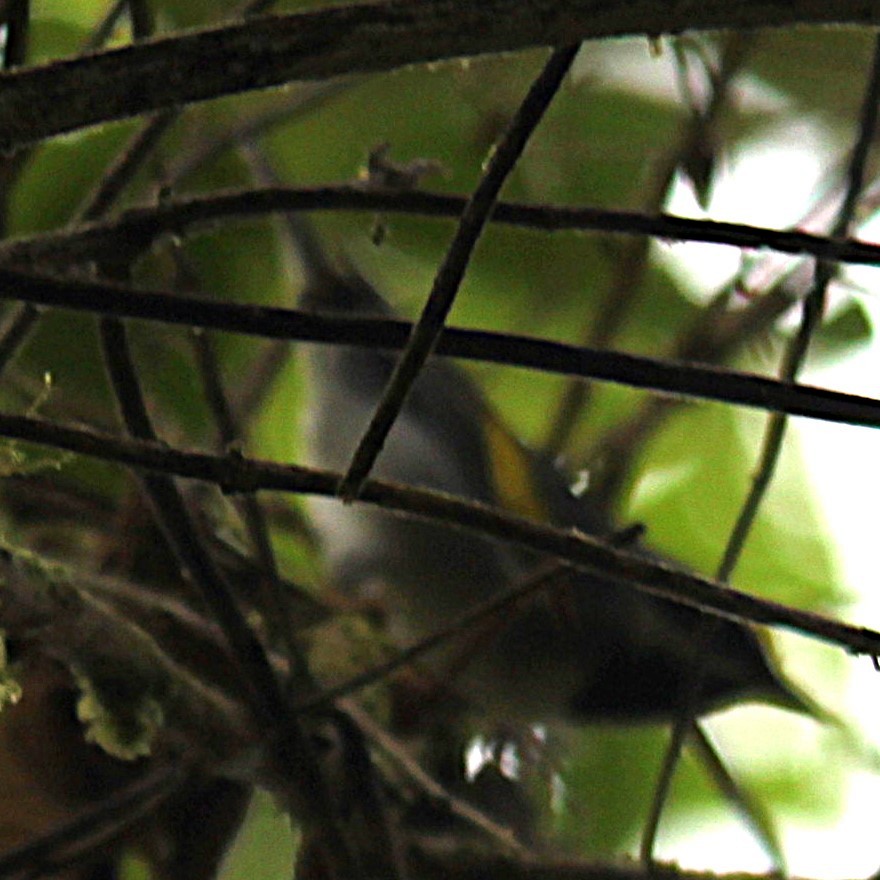 Golden-winged Warbler - ML638965170