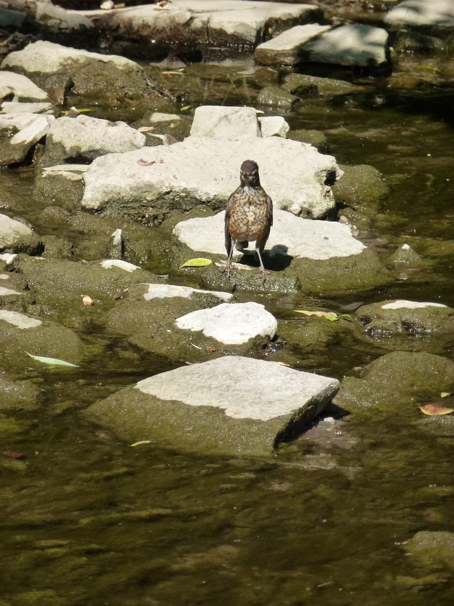 American Robin - ML638965211
