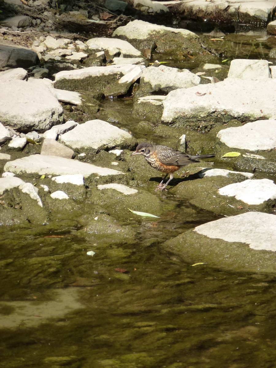 American Robin - ML638965230