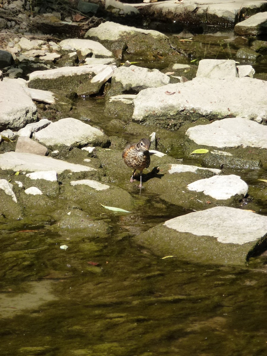 American Robin - ML638965241