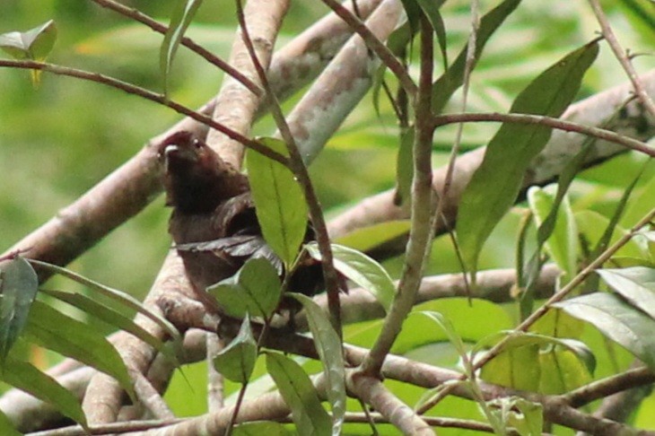 Silver-beaked Tanager - ML638965247