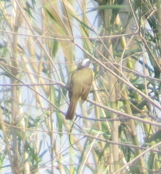 Social Flycatcher - ML638965272