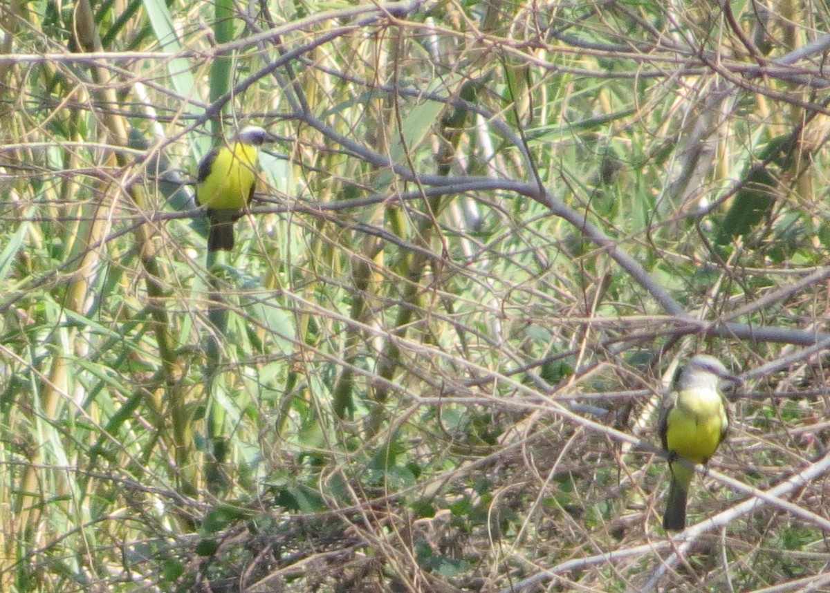 Social Flycatcher - ML638965273