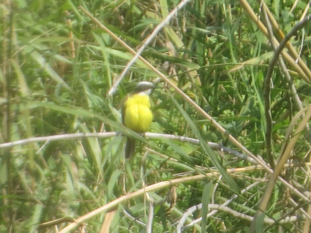 Social Flycatcher - ML638965274