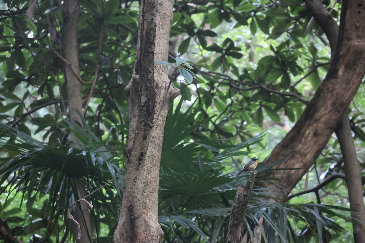 Chinese Blue Flycatcher - ML638965275
