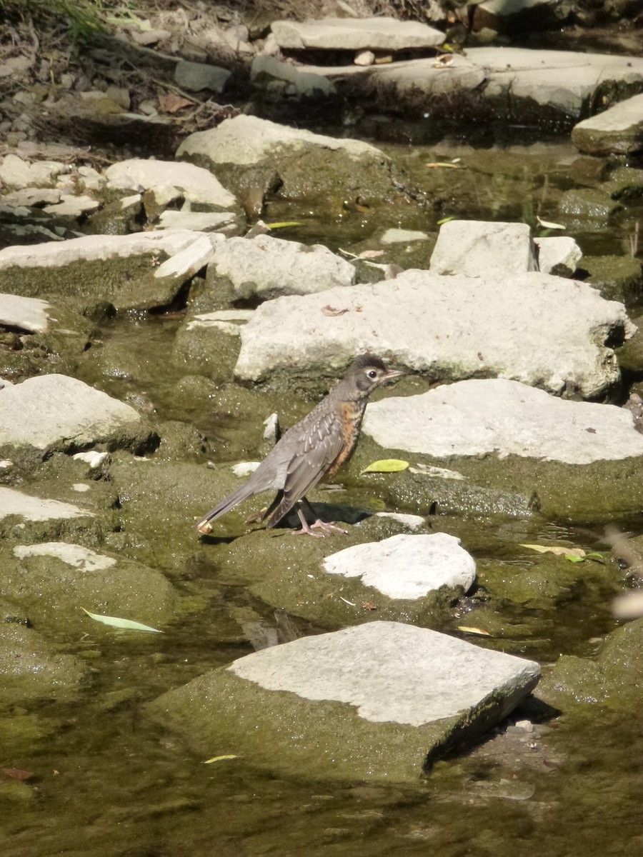 American Robin - ML638965316