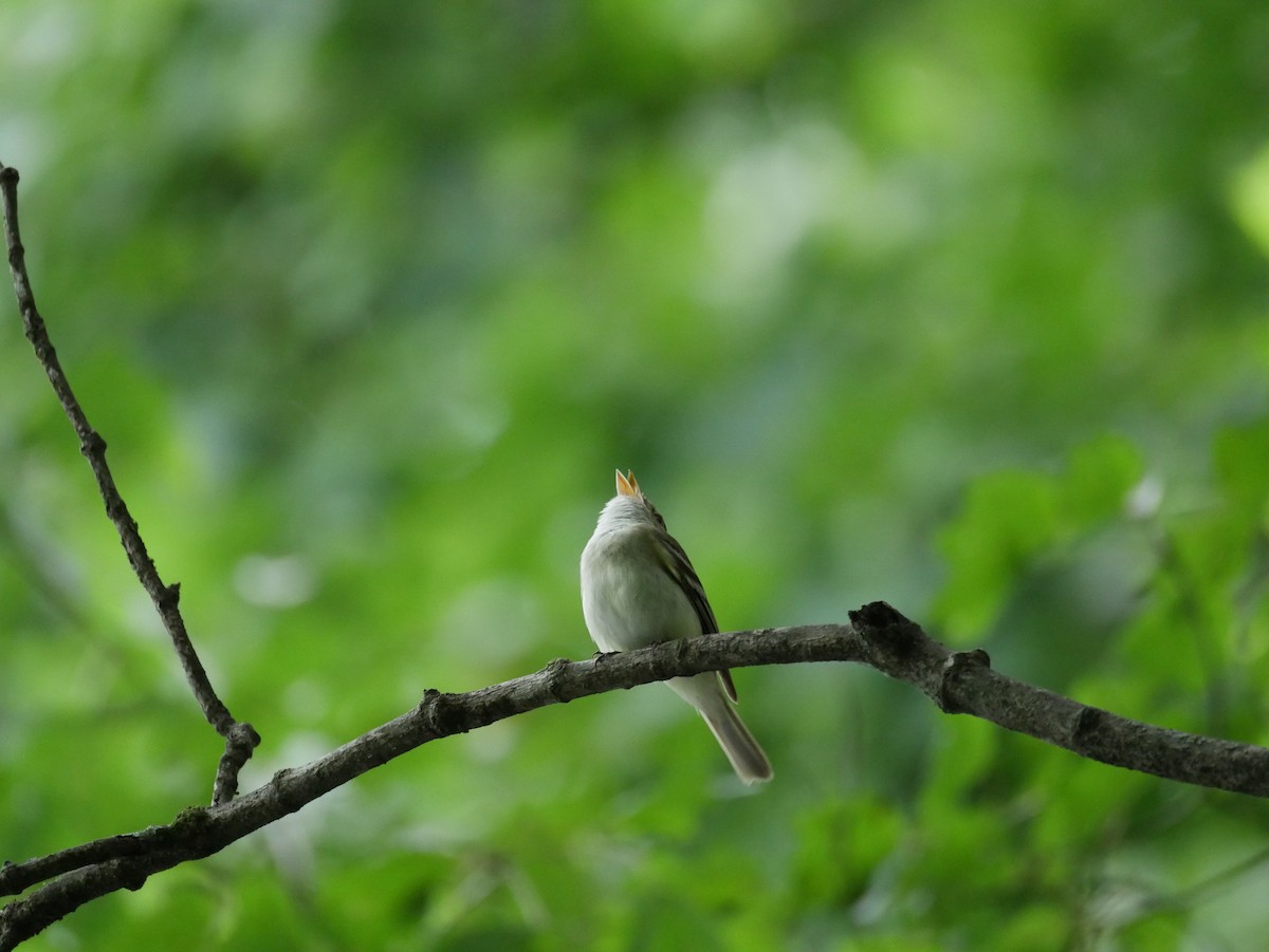 Acadian Flycatcher - ML638965341