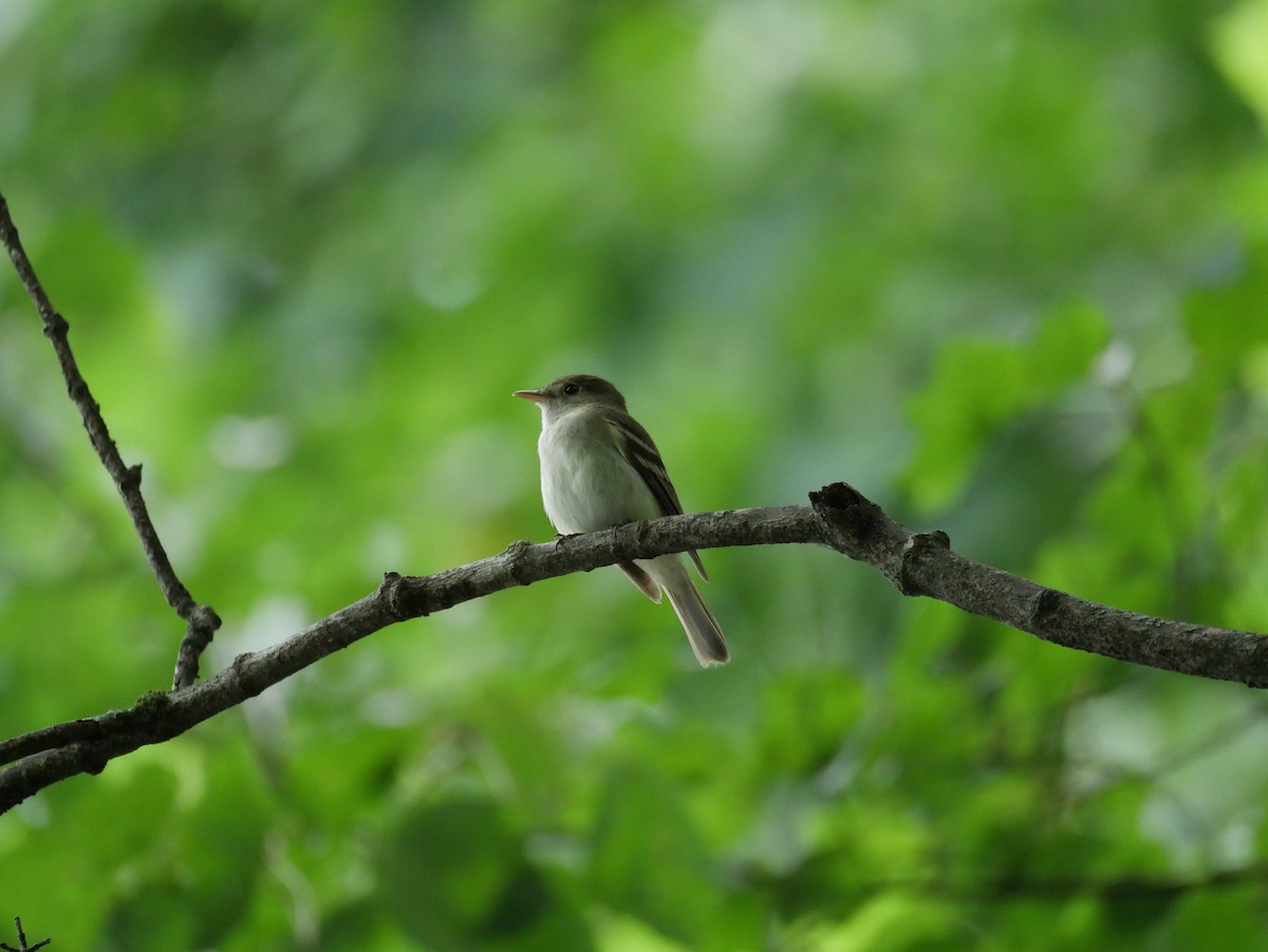 Acadian Flycatcher - ML638965343