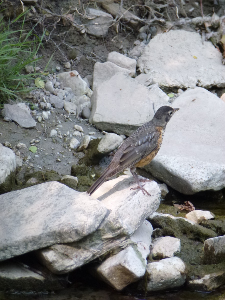 American Robin - ML638965354
