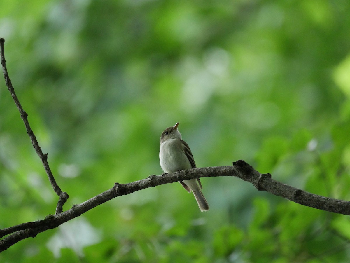 Acadian Flycatcher - ML638965359
