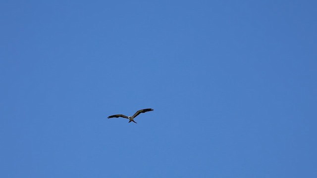 Swallow-tailed Kite - ML638965360