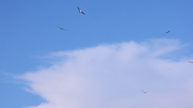 Swallow-tailed Kite - ML638965361