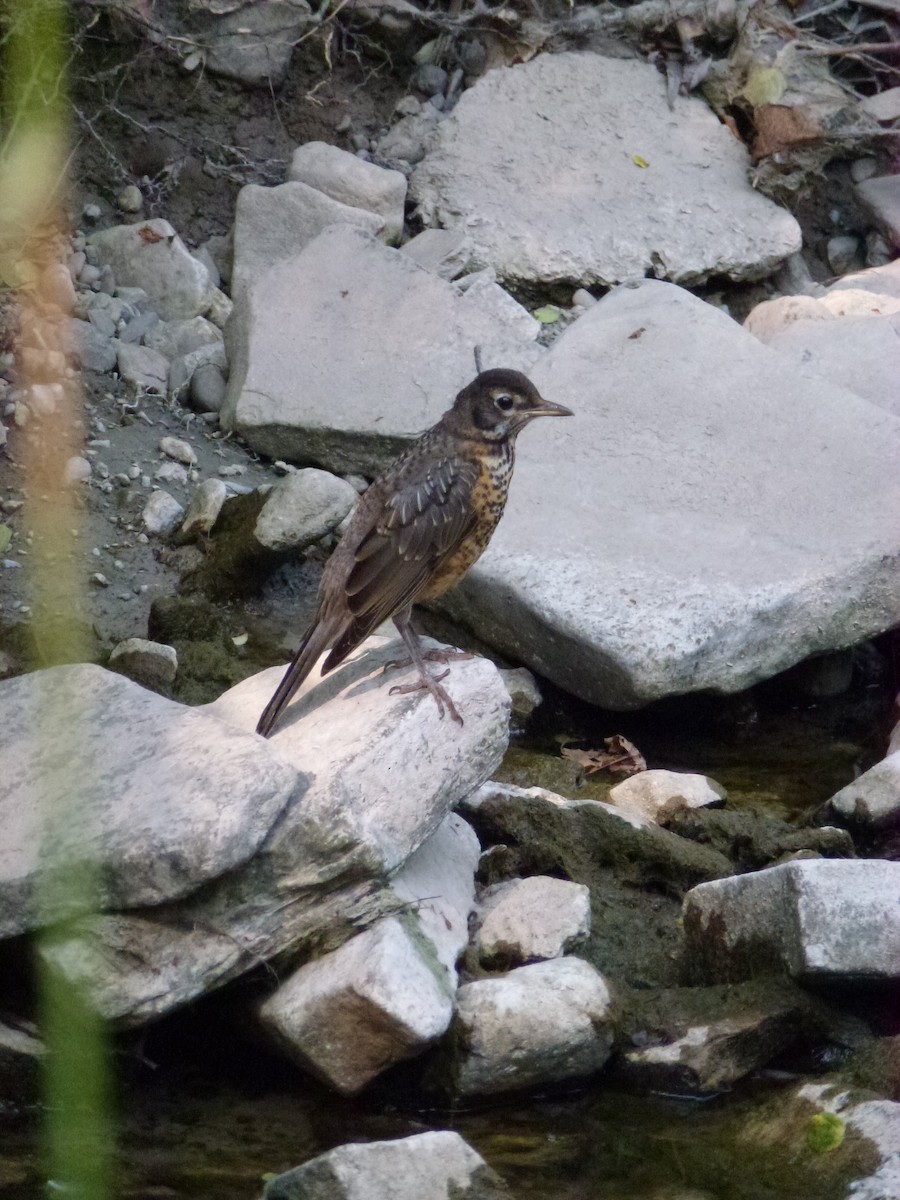 American Robin - ML638965369