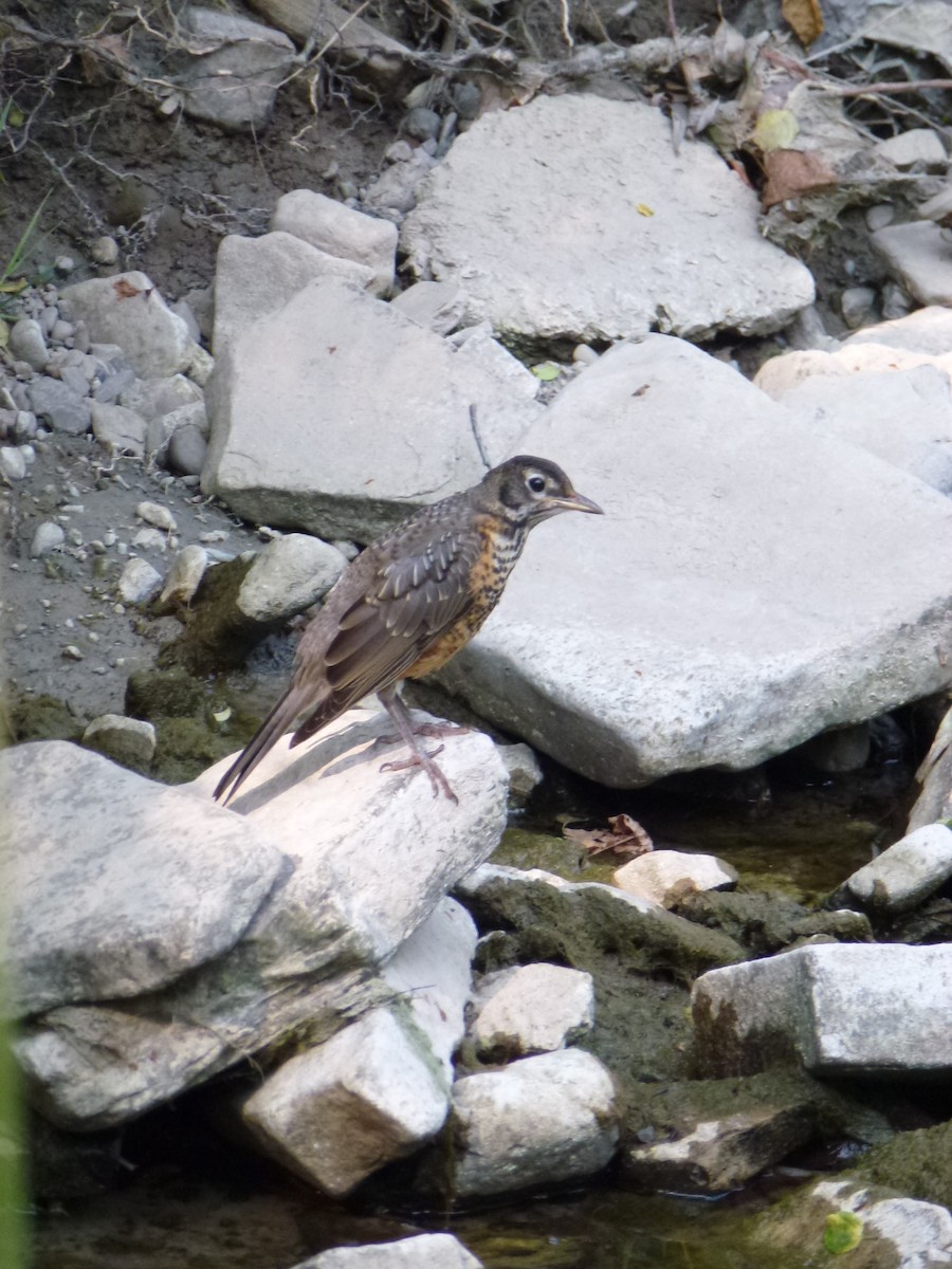 American Robin - ML638965378