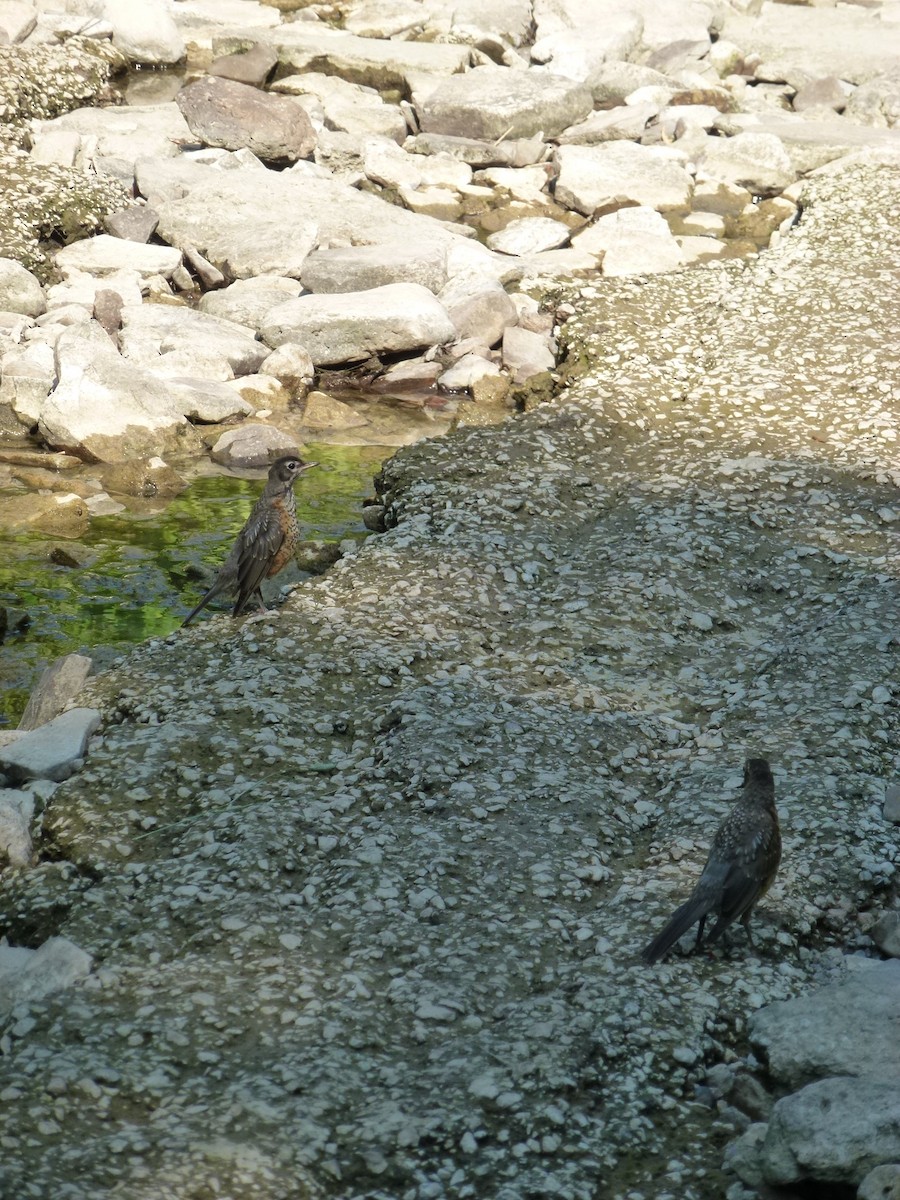American Robin - ML638965392