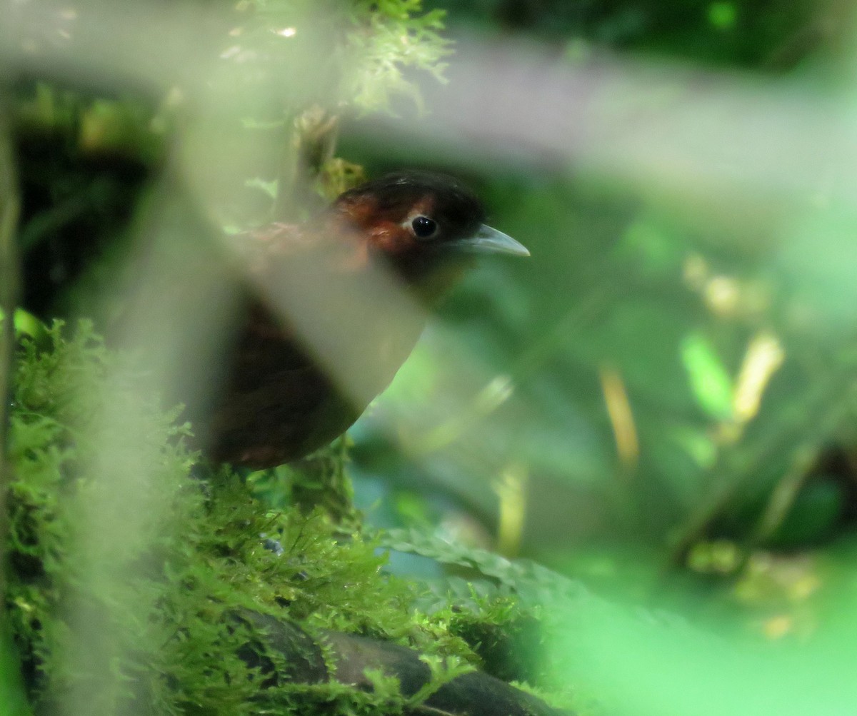 Bay Antpitta - ML638965443