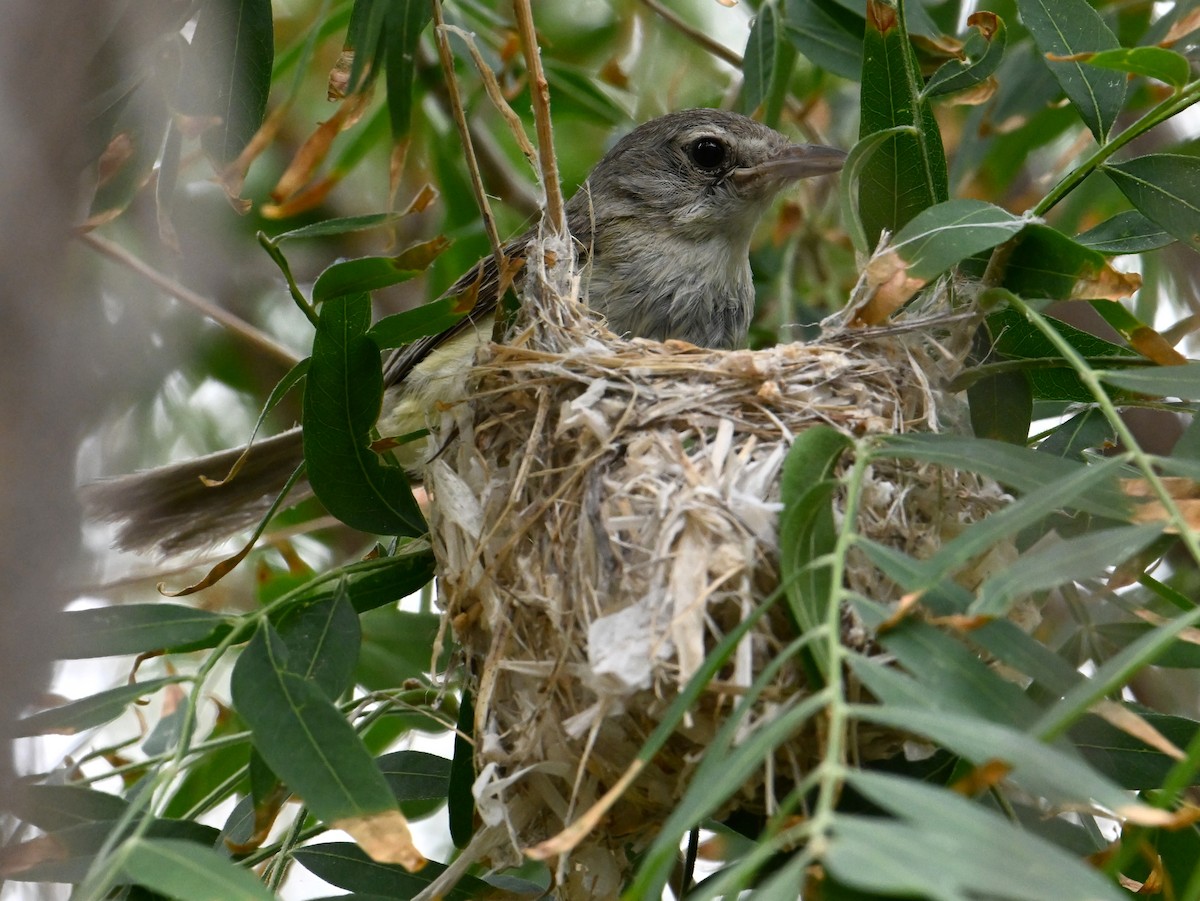 krattvireo - ML638965447