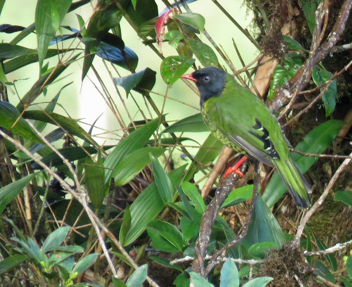 Band-tailed Fruiteater - ML638965455