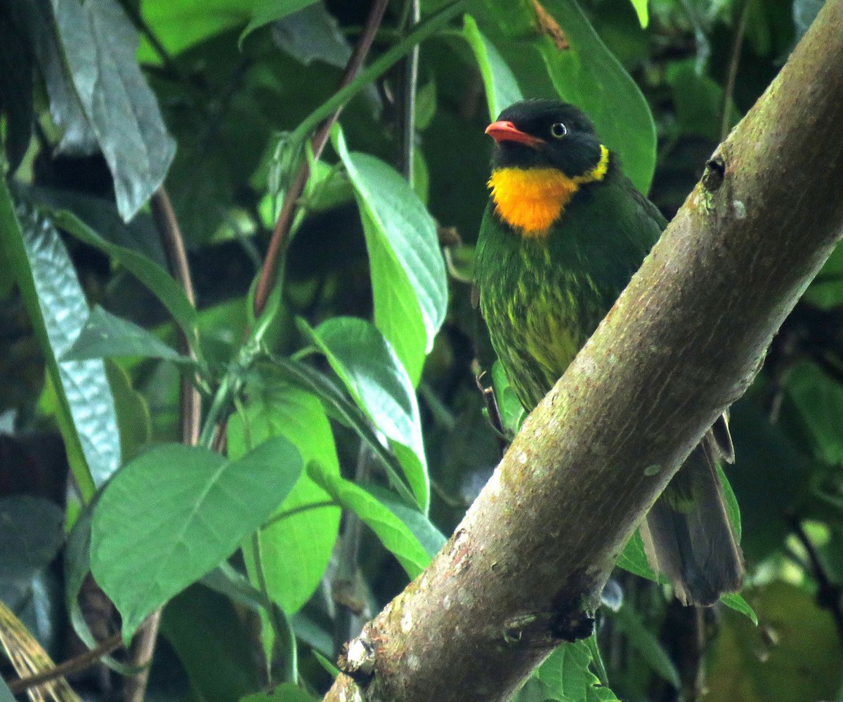 Masked Fruiteater - ML638965464