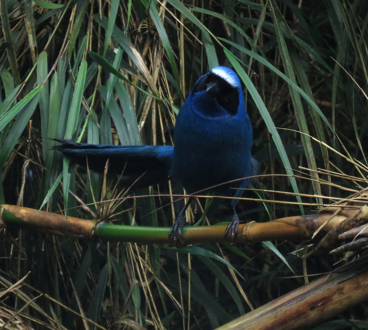 White-collared Jay - ML638965475