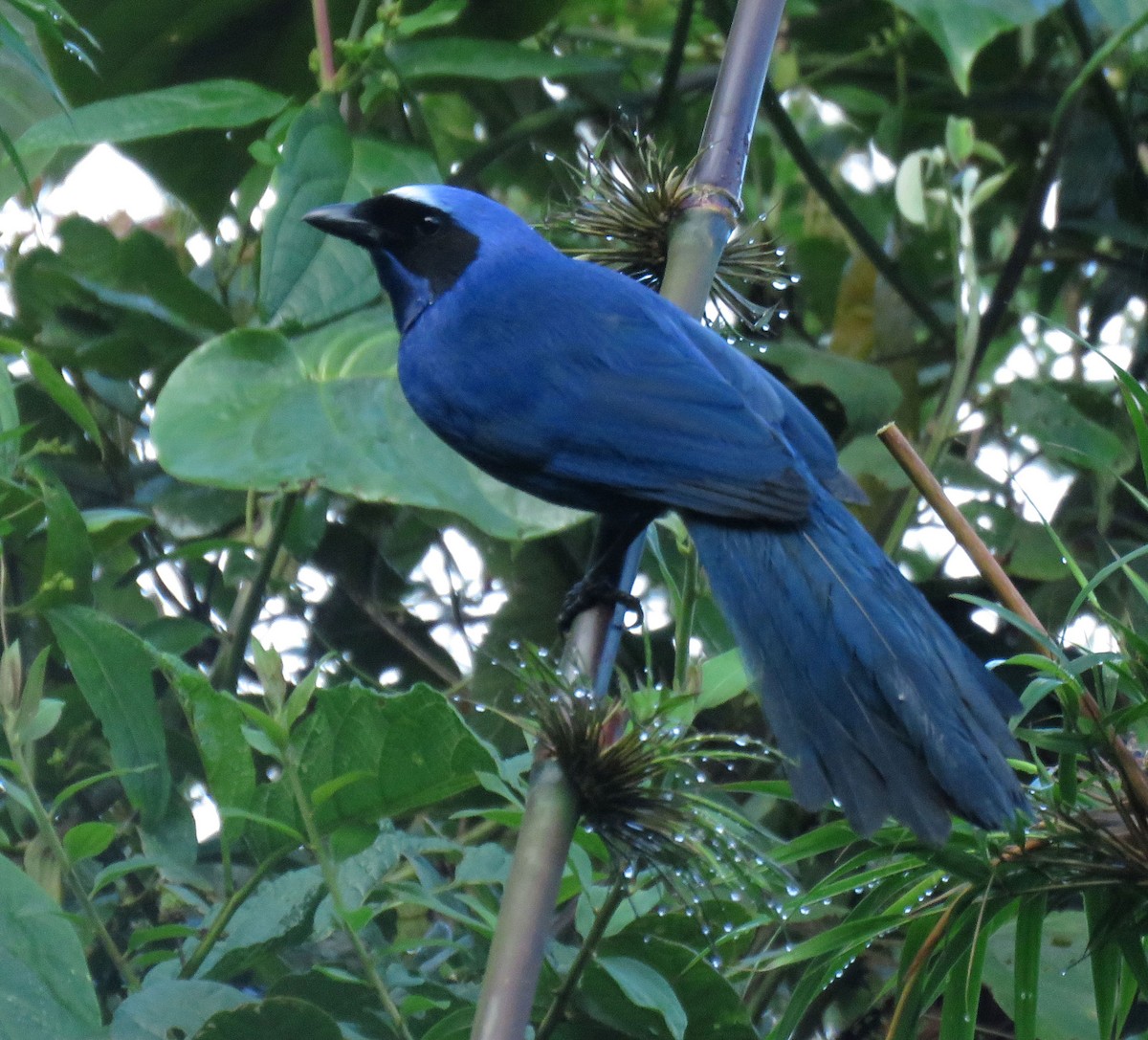 White-collared Jay - ML638965476