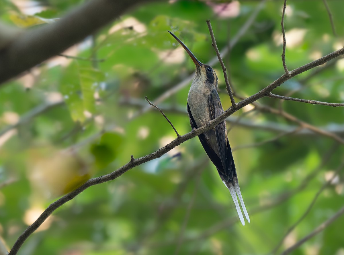 Pale-bellied Hermit - ML638965478