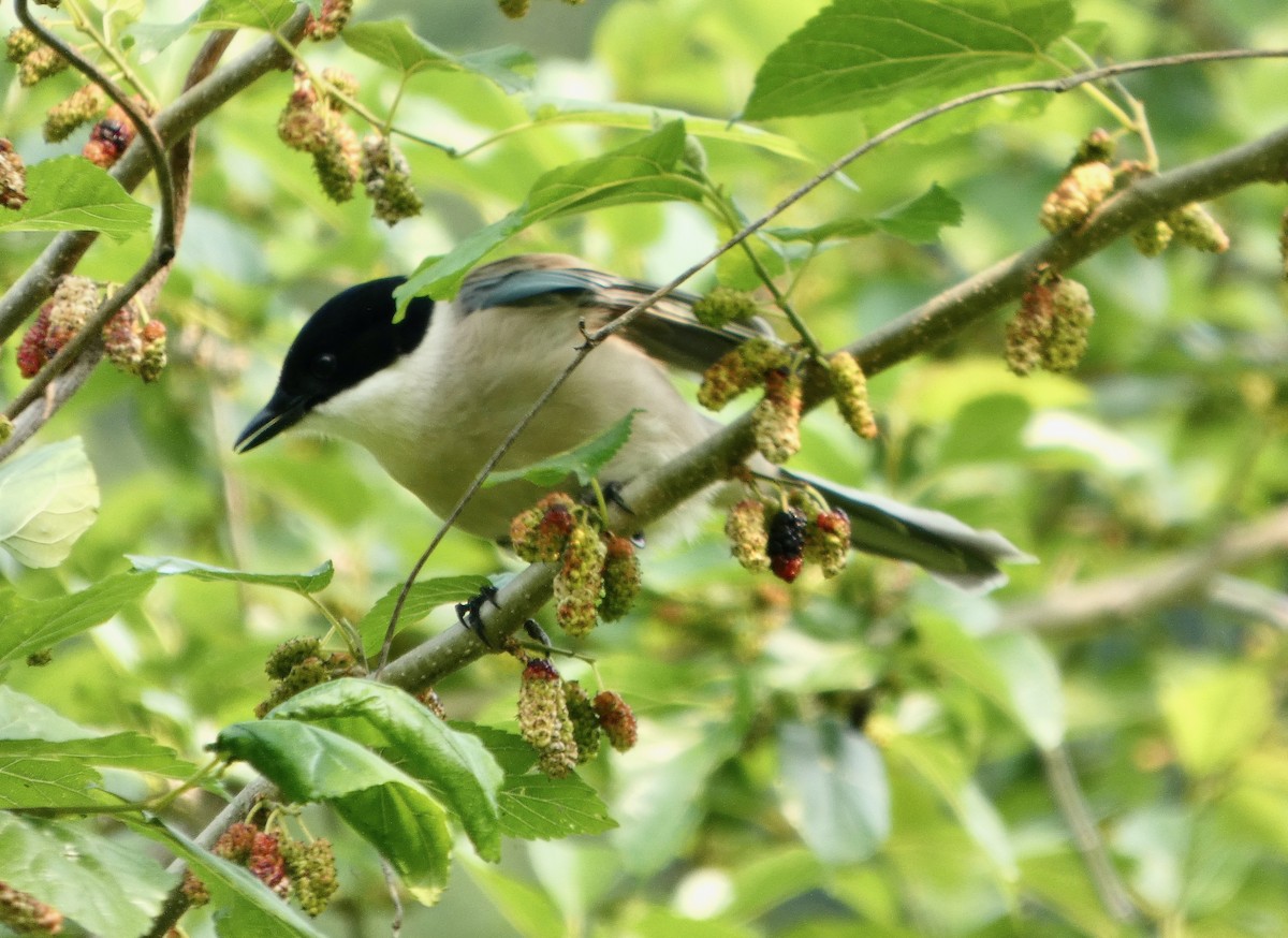 Fruit-hunter - ML638965488