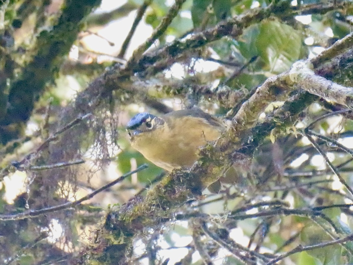 Blue-capped Ifrita - ML638965497