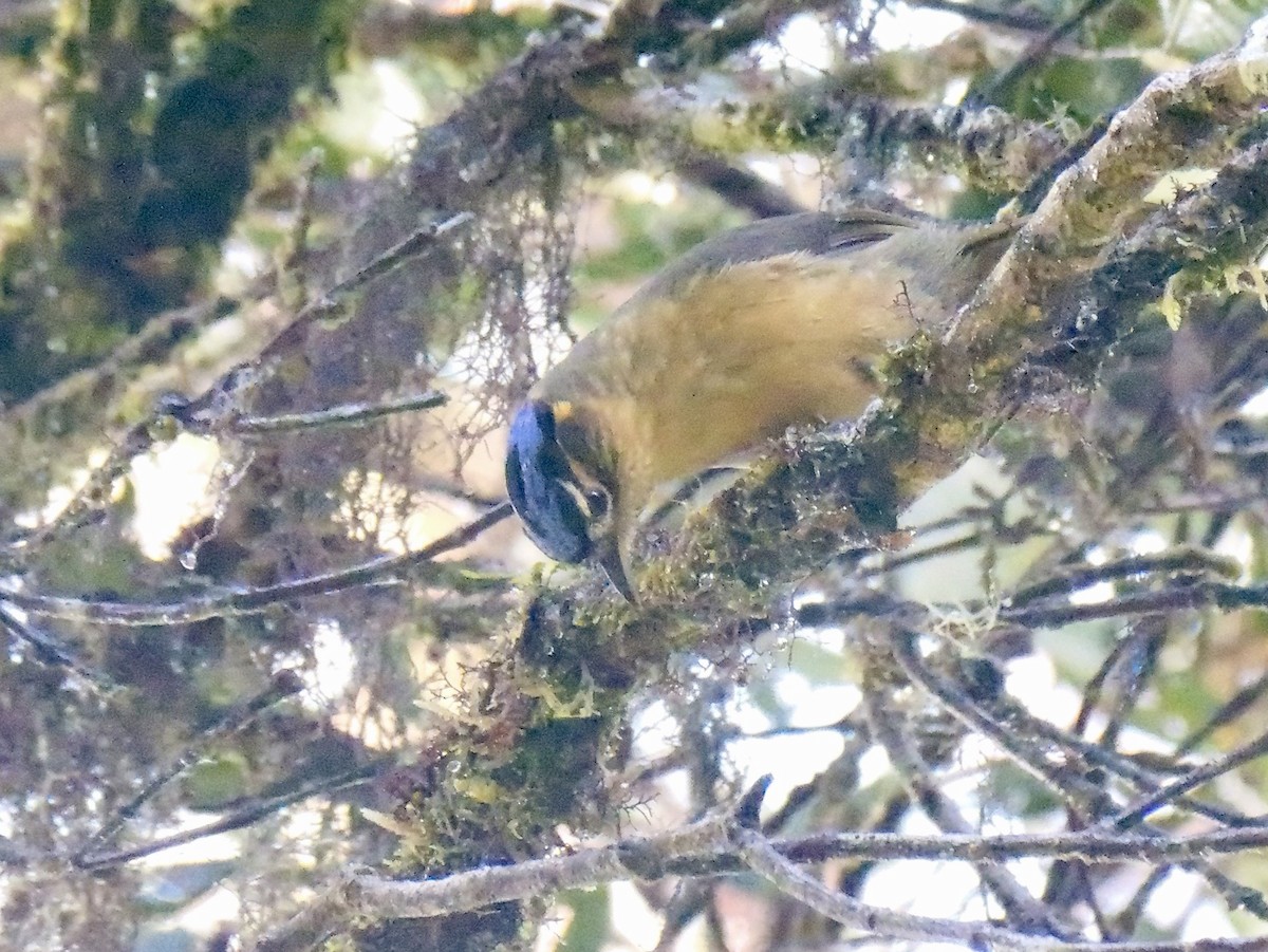 Blue-capped Ifrita - ML638965498