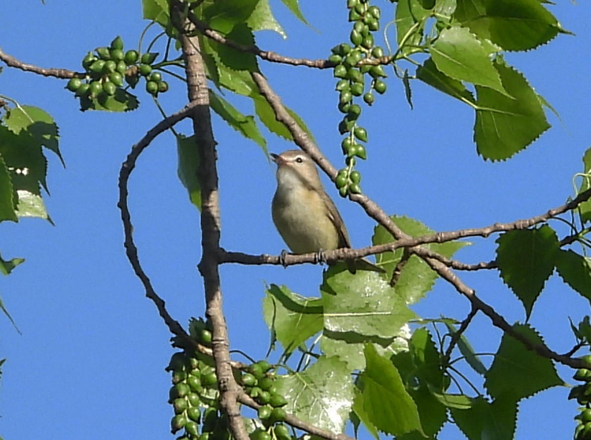 Warbling Vireo - ML638965502