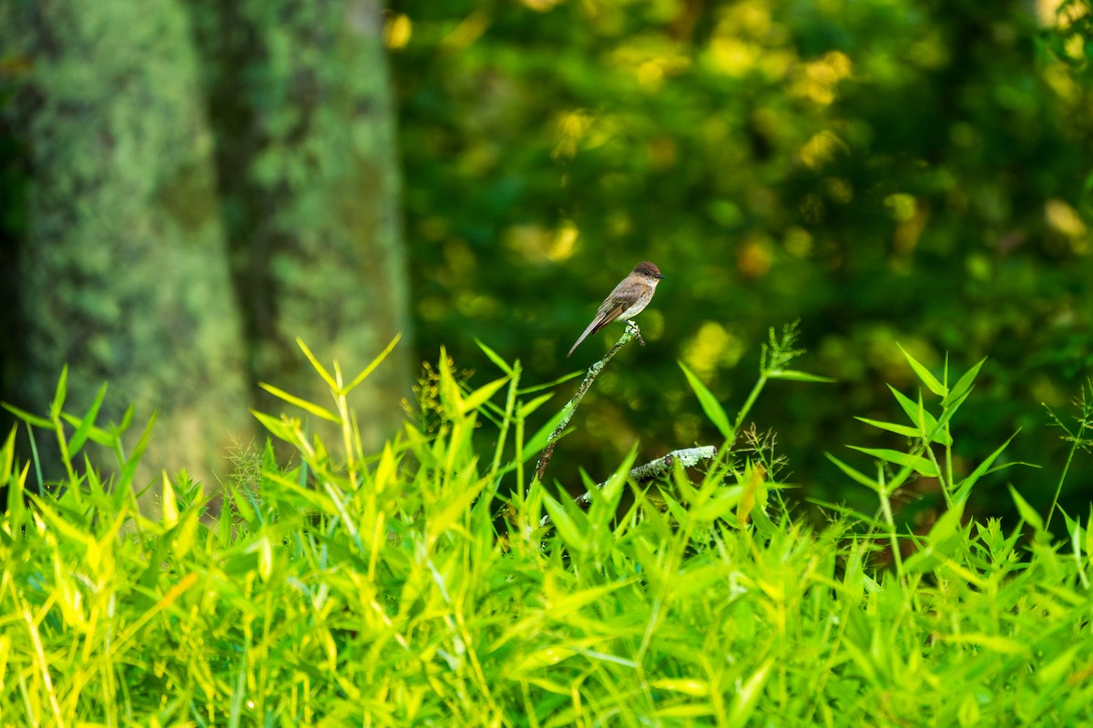 Eastern Phoebe - ML638965511