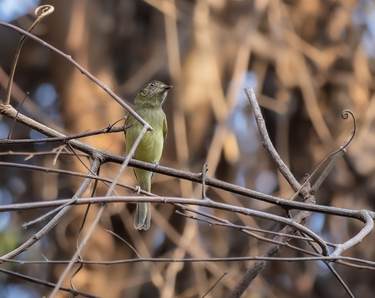 Pale-eyed Pygmy-Tyrant - ML638965525
