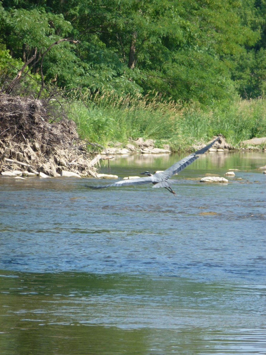 Great Blue Heron - ML638965529