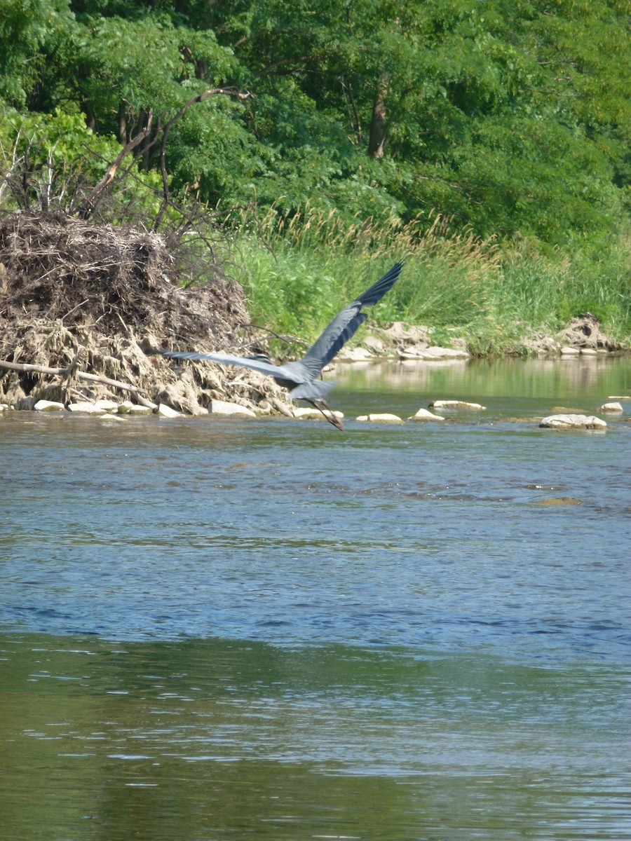 Great Blue Heron - ML638965544