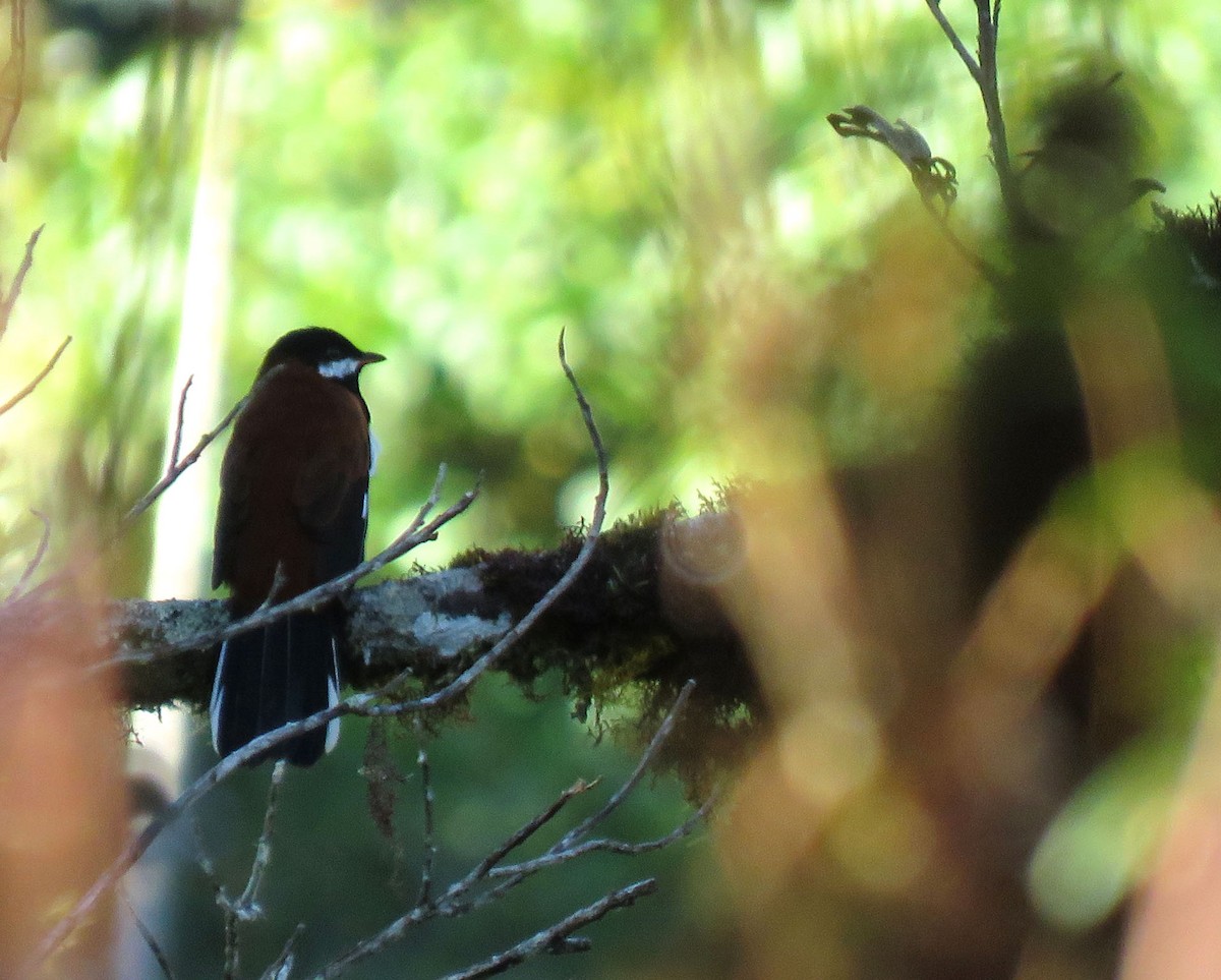 White-eared Solitaire - ML638965545