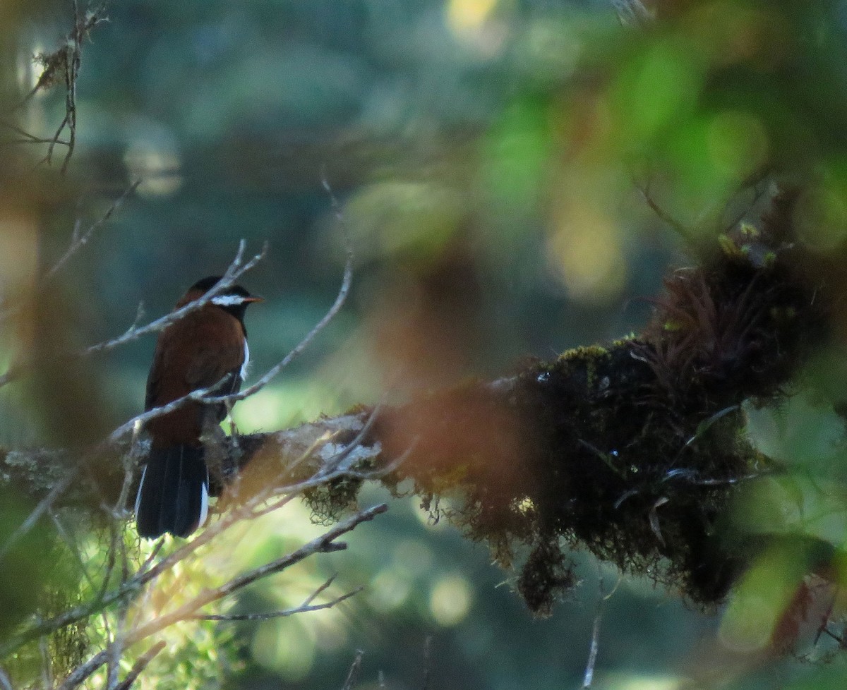 White-eared Solitaire - ML638965546