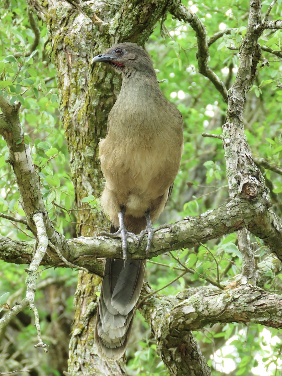 Plain Chachalaca - ML638965566